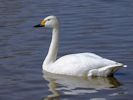 Bewick's Swan (WWT Slimbridge April 2013) - pic by Nigel Key